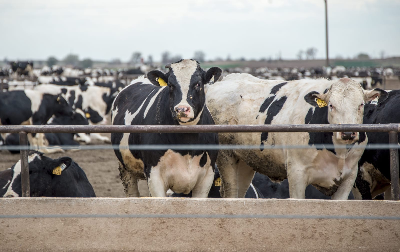 In Groundbreaking Move, China's Dietary Guidelines Recommend Cutting Meat Consumption