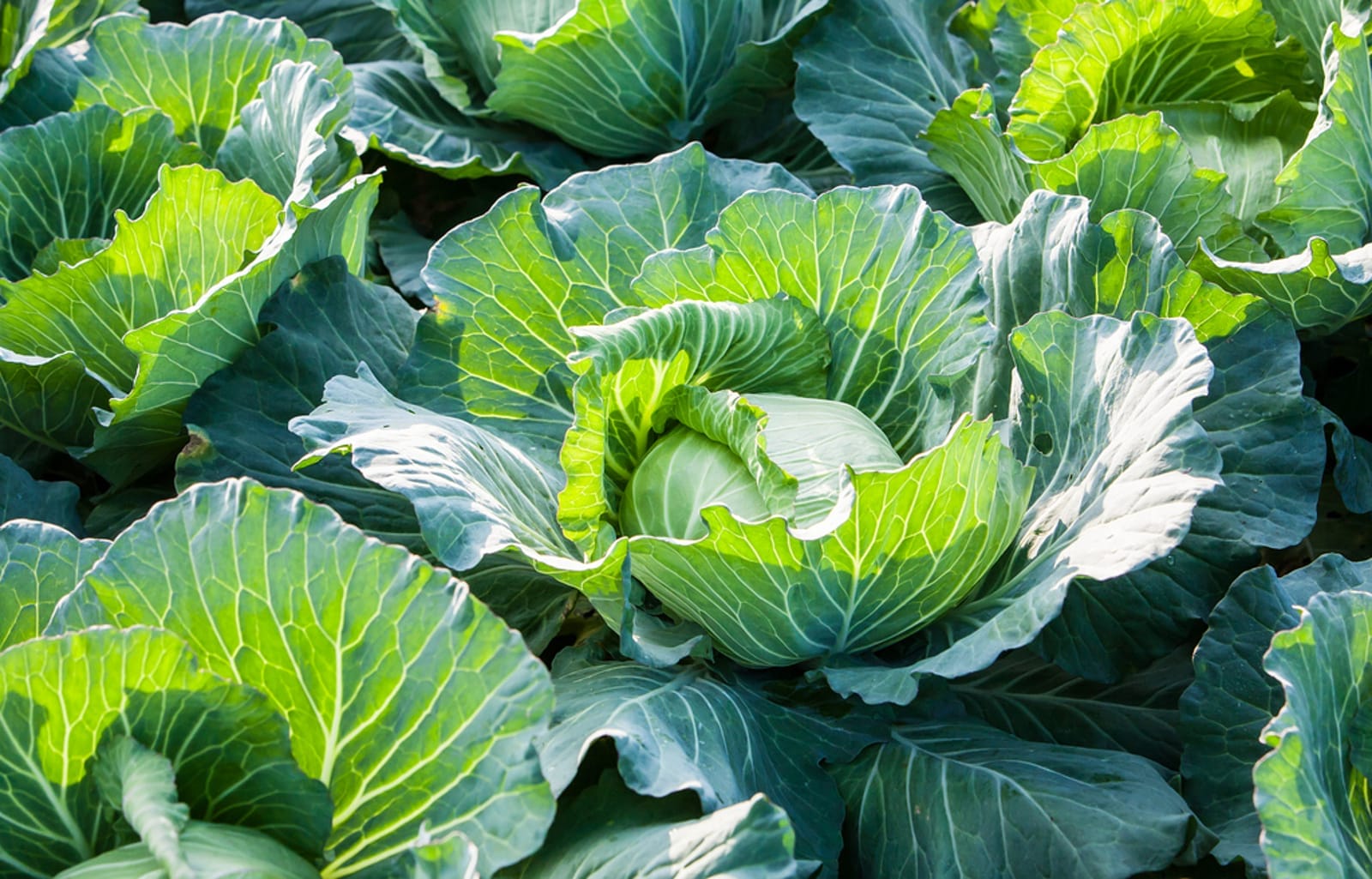 8 Tips for Time Sequencing Your Garden for Continual Productively