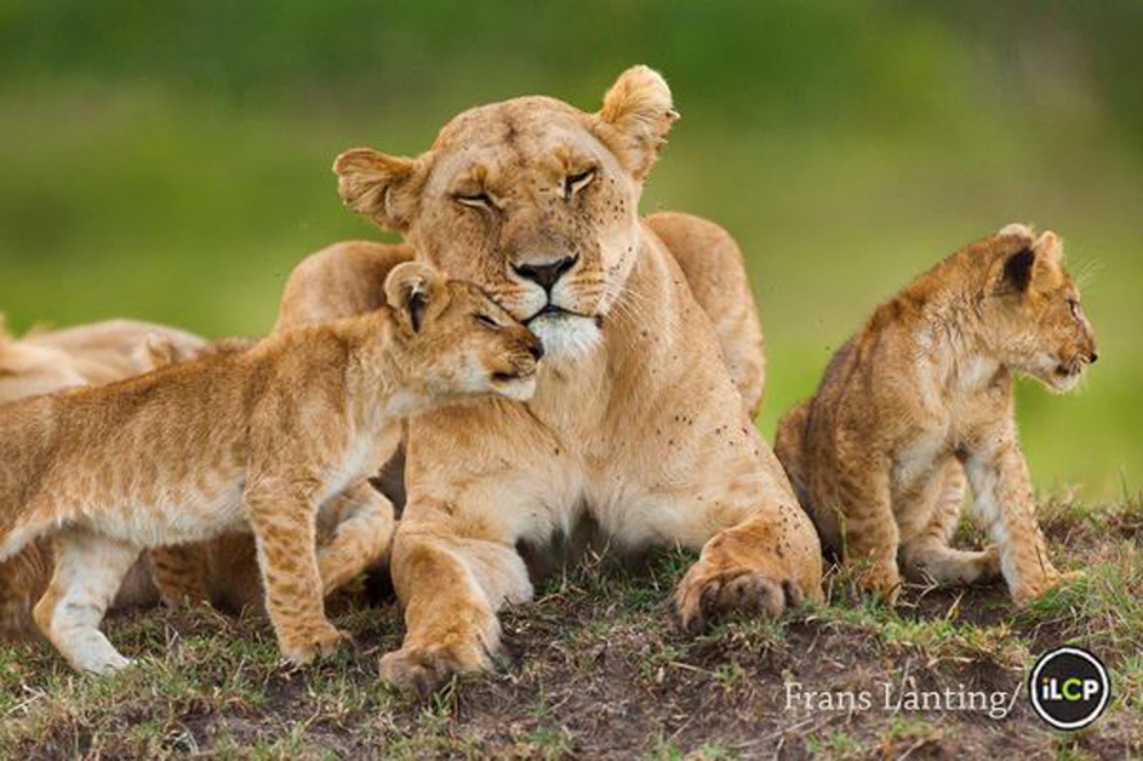 This is How Baby Cubs Should be Allowed to Bond With Their Mothers – Not Used as Selfie Props