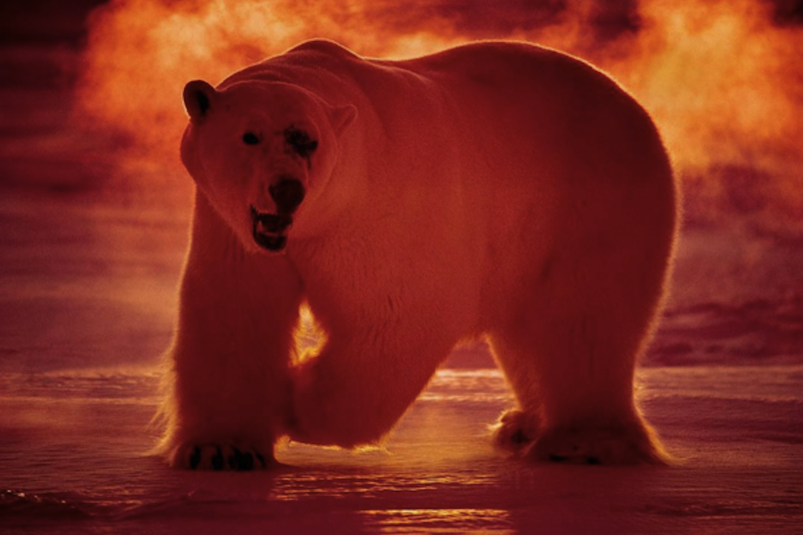 instagram-polar-bear