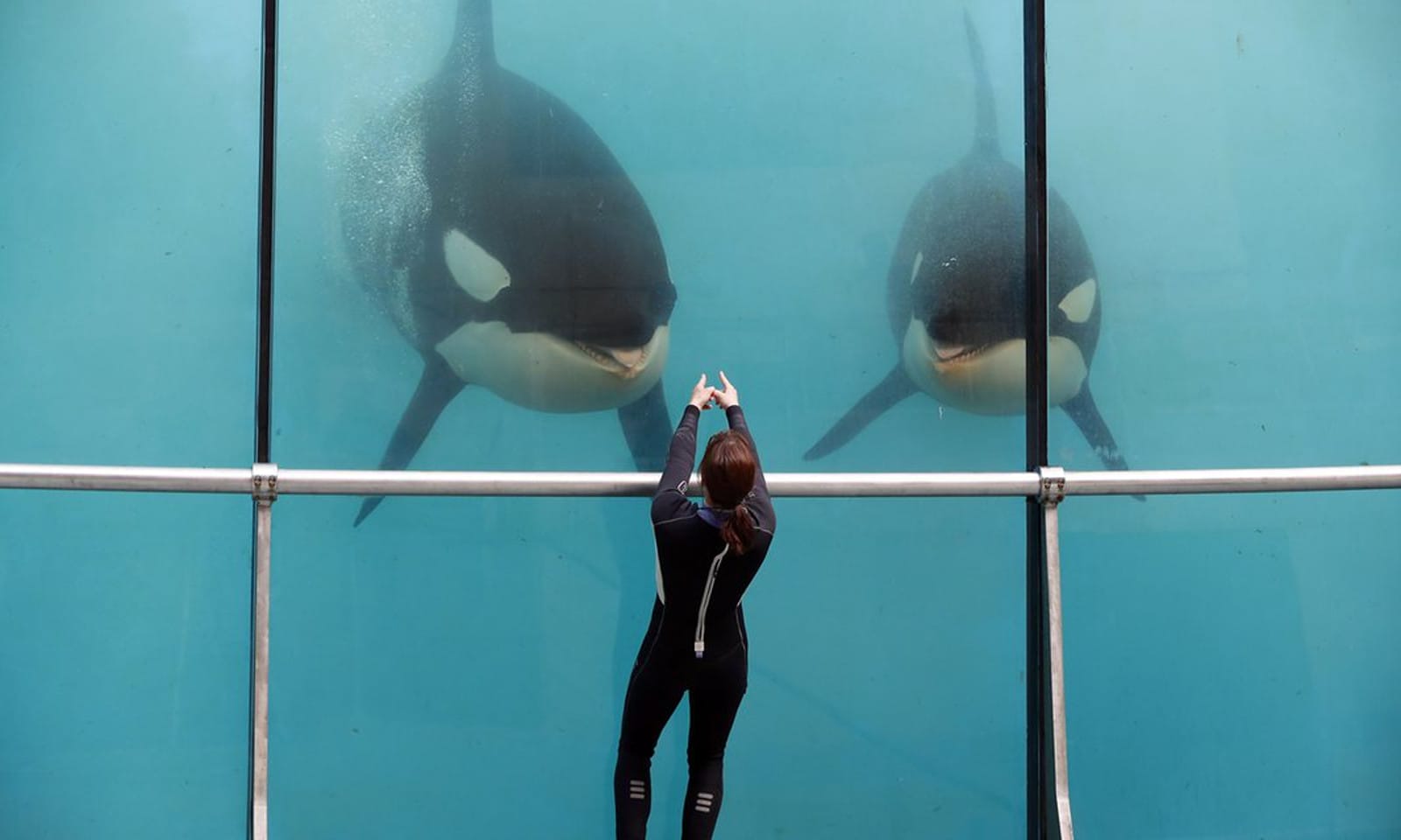 Here is What We’ve Done to One of the World’s Most Intelligent, Complex Species