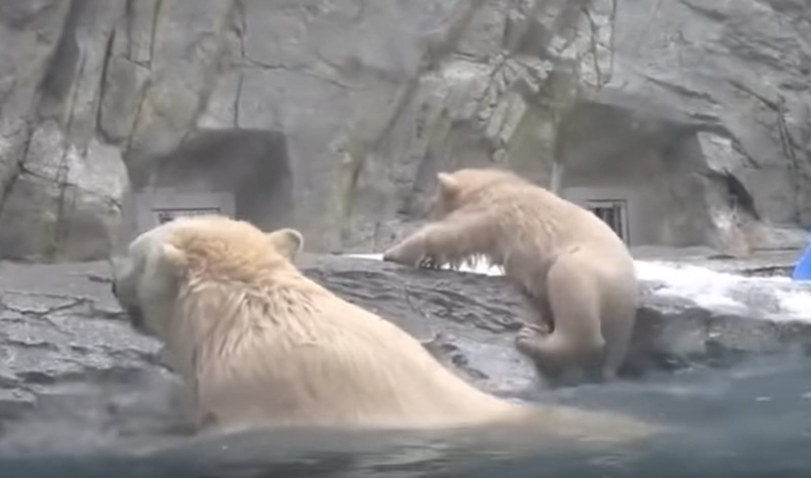 polar