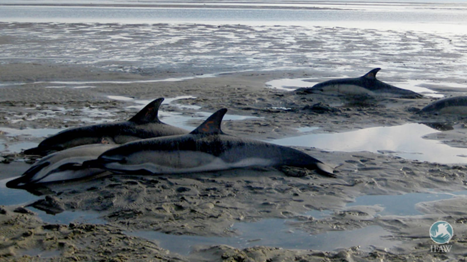 Are You Helping or Harming? What to do if You Encounter a Stranded Dolphin