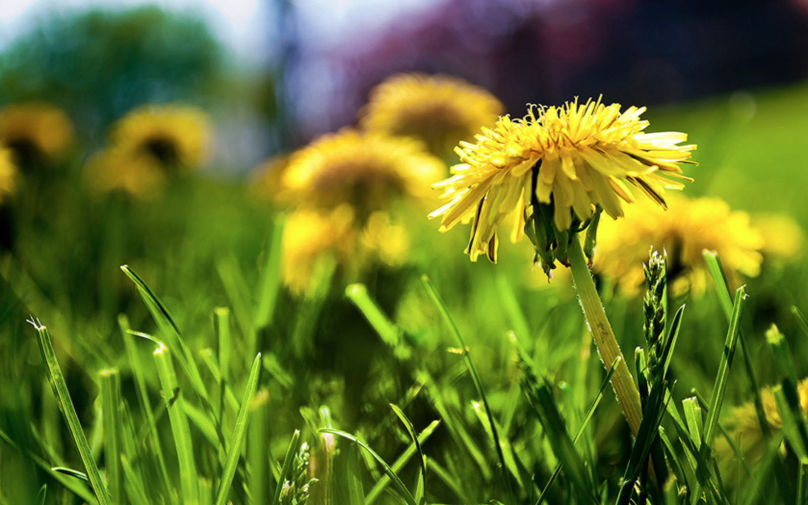 From Backyard to Table: 4 Nutritious and Edible Weeds!