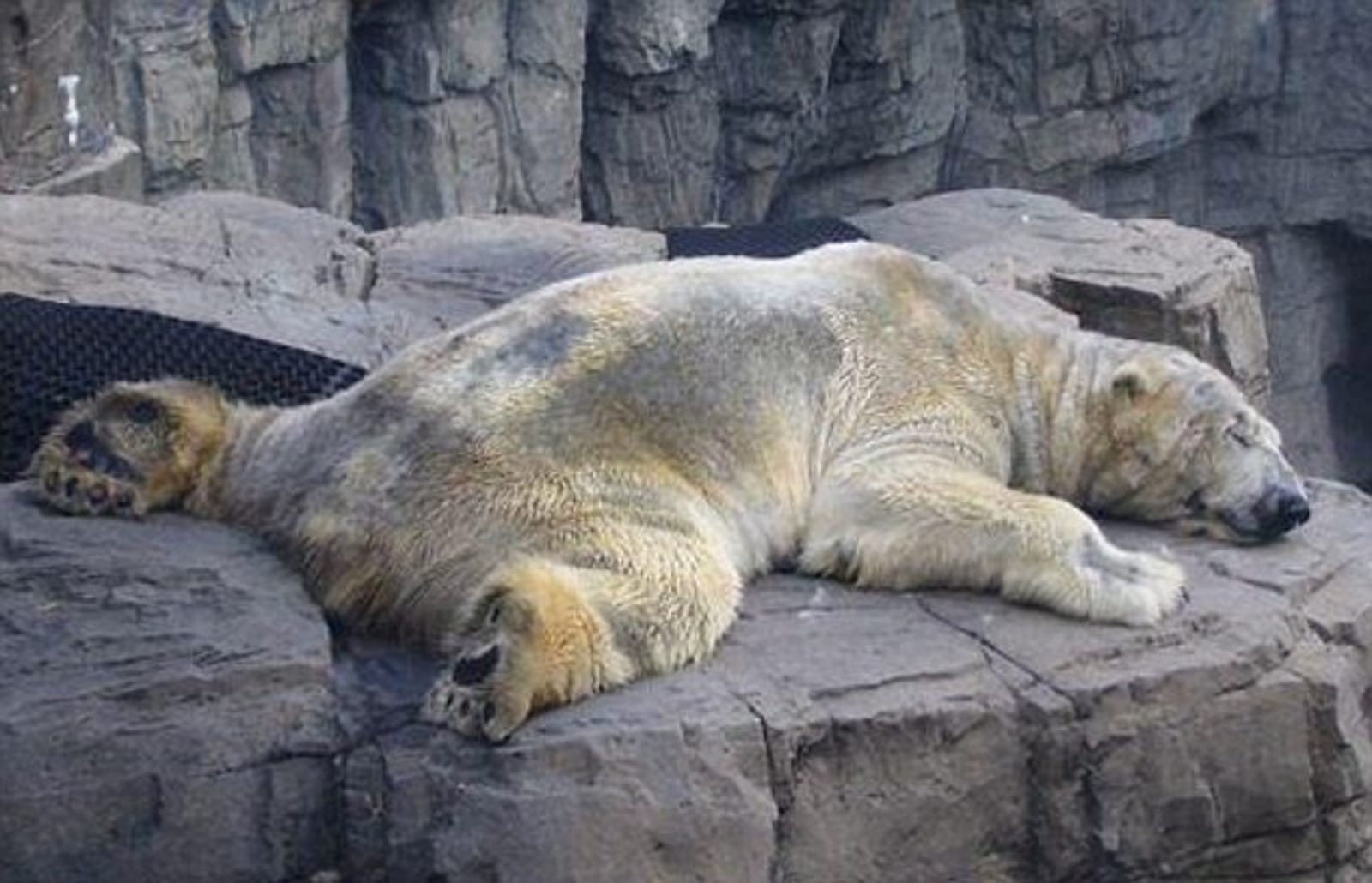 Photo of Depressed Polar Bear Shows Us Exactly How We've Harmed the Planet and its Animals