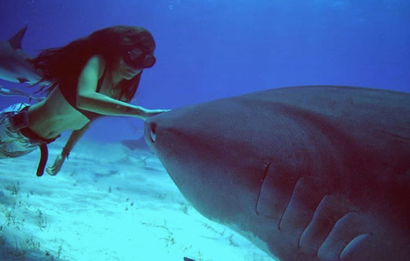 Inspiring Story Behind This Seemingly Dangerous Image Will Compel You to Stand Up for Sharks