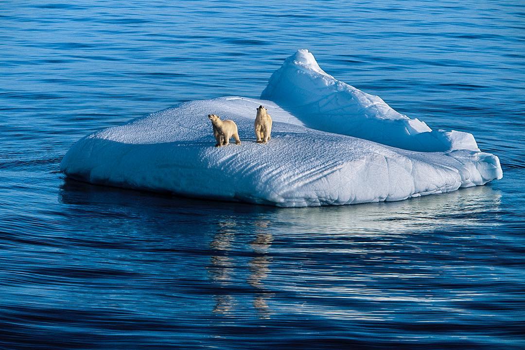 polar-bears