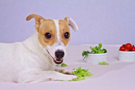 Dog and bowls of veggies
