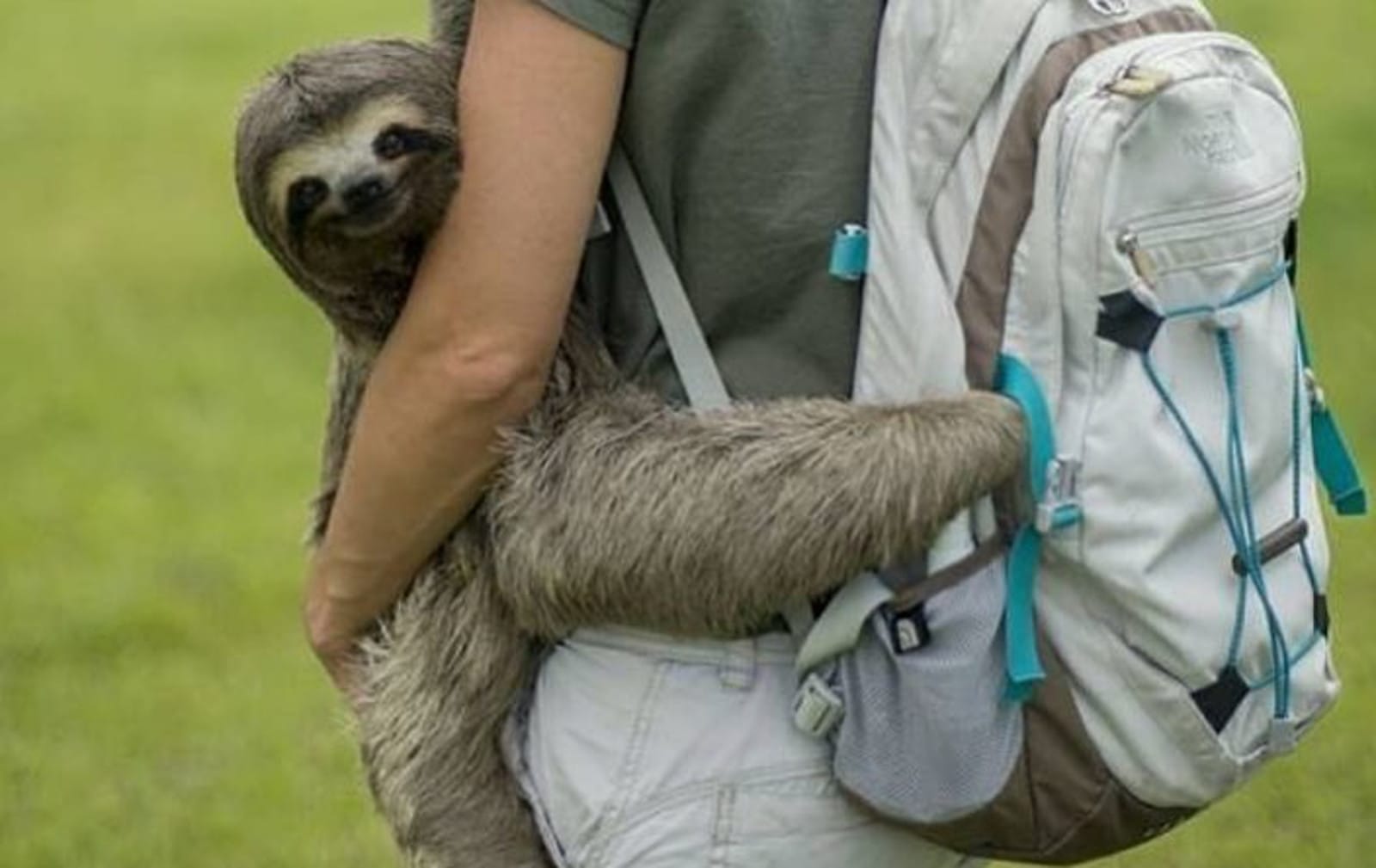 Fantastic Rescue Team Helps Lost Sloth Return to the Wild – in Style!