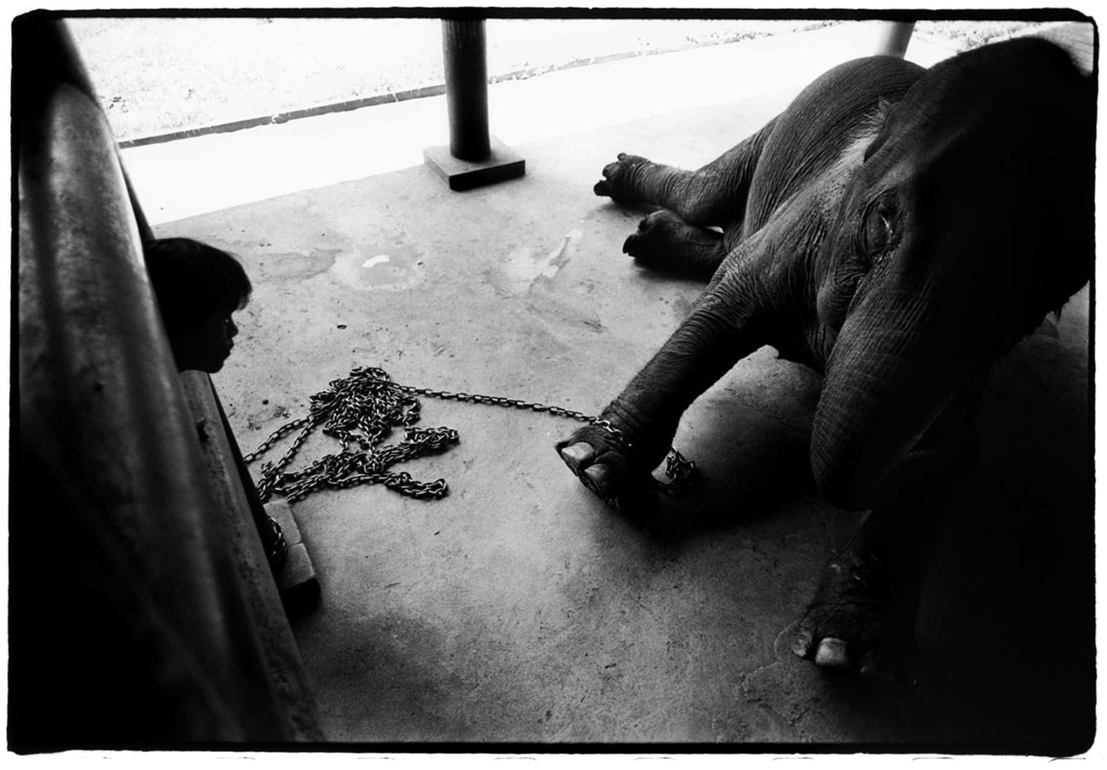 Stunning Photo Series Shows Us the True Impact of the Illegal Wildlife Trade