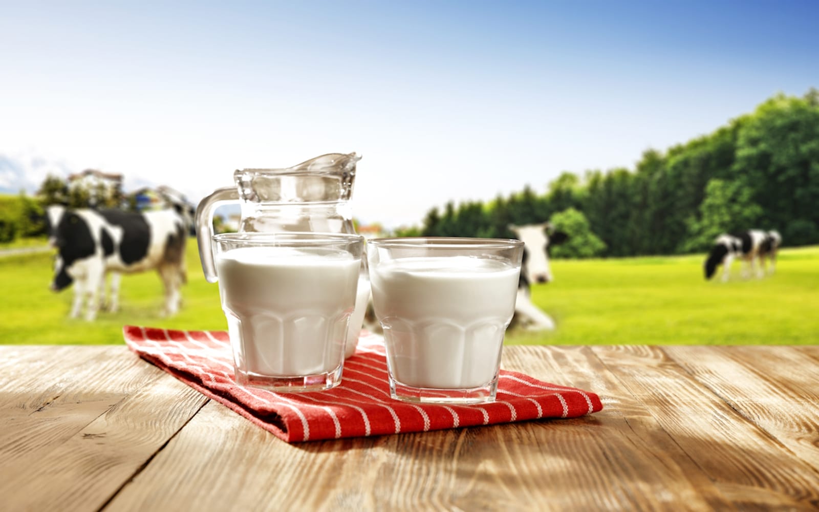 cows milk myths
