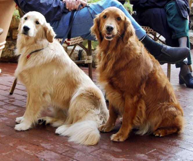 Two dogs