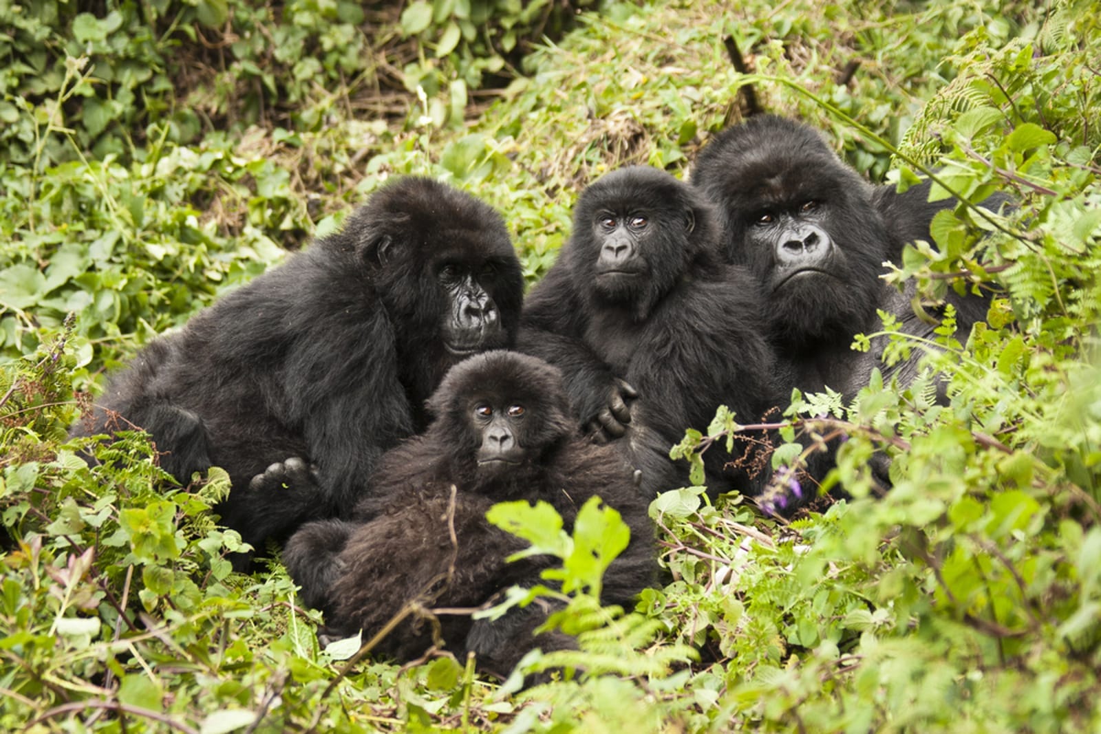 gorilla