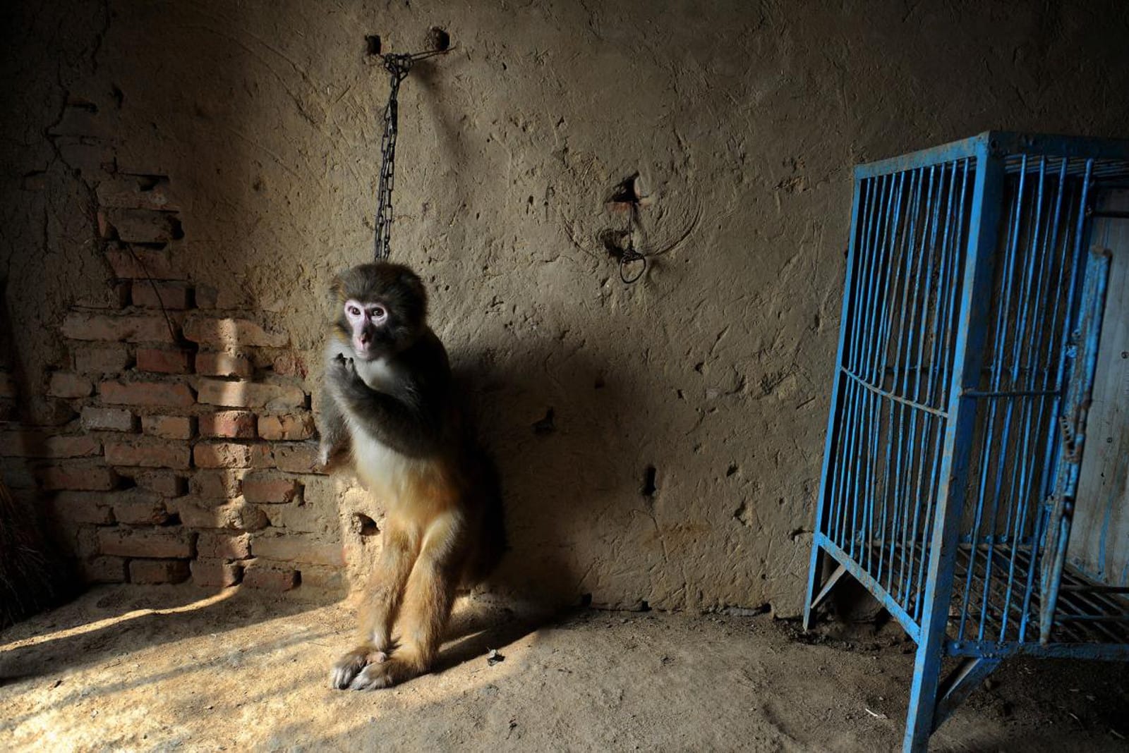 Sad Image Shows How Circus Animals Are Really Trained to Perform 'Incredible' Tricks