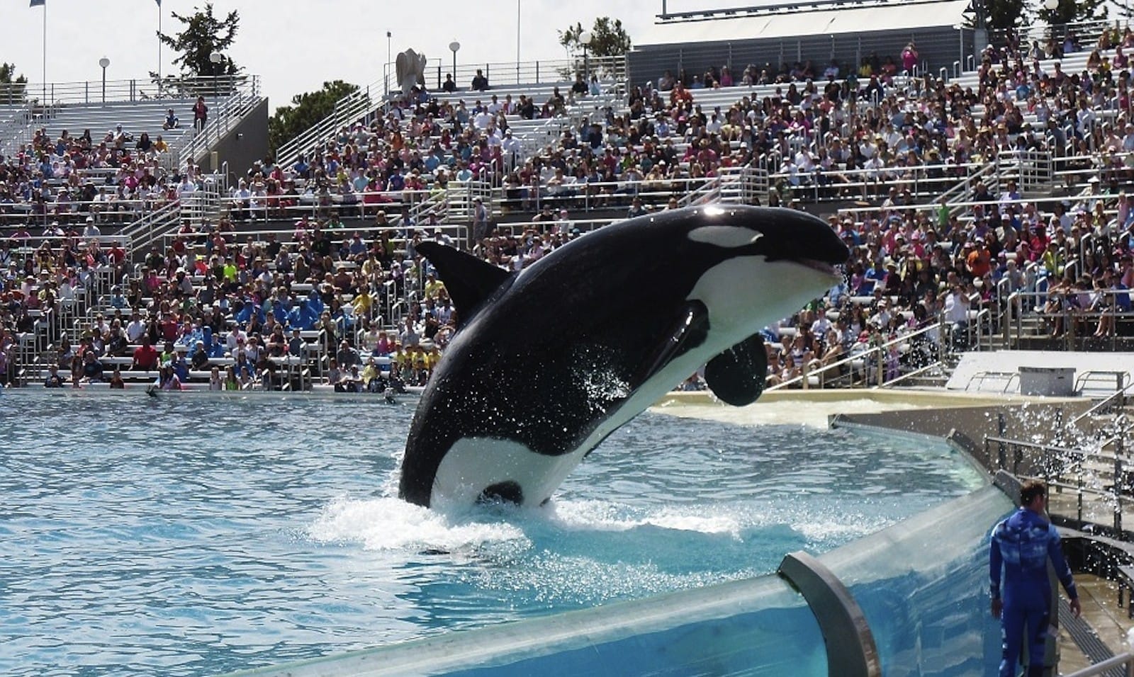 orca-523067_960_720-e1469392193335
