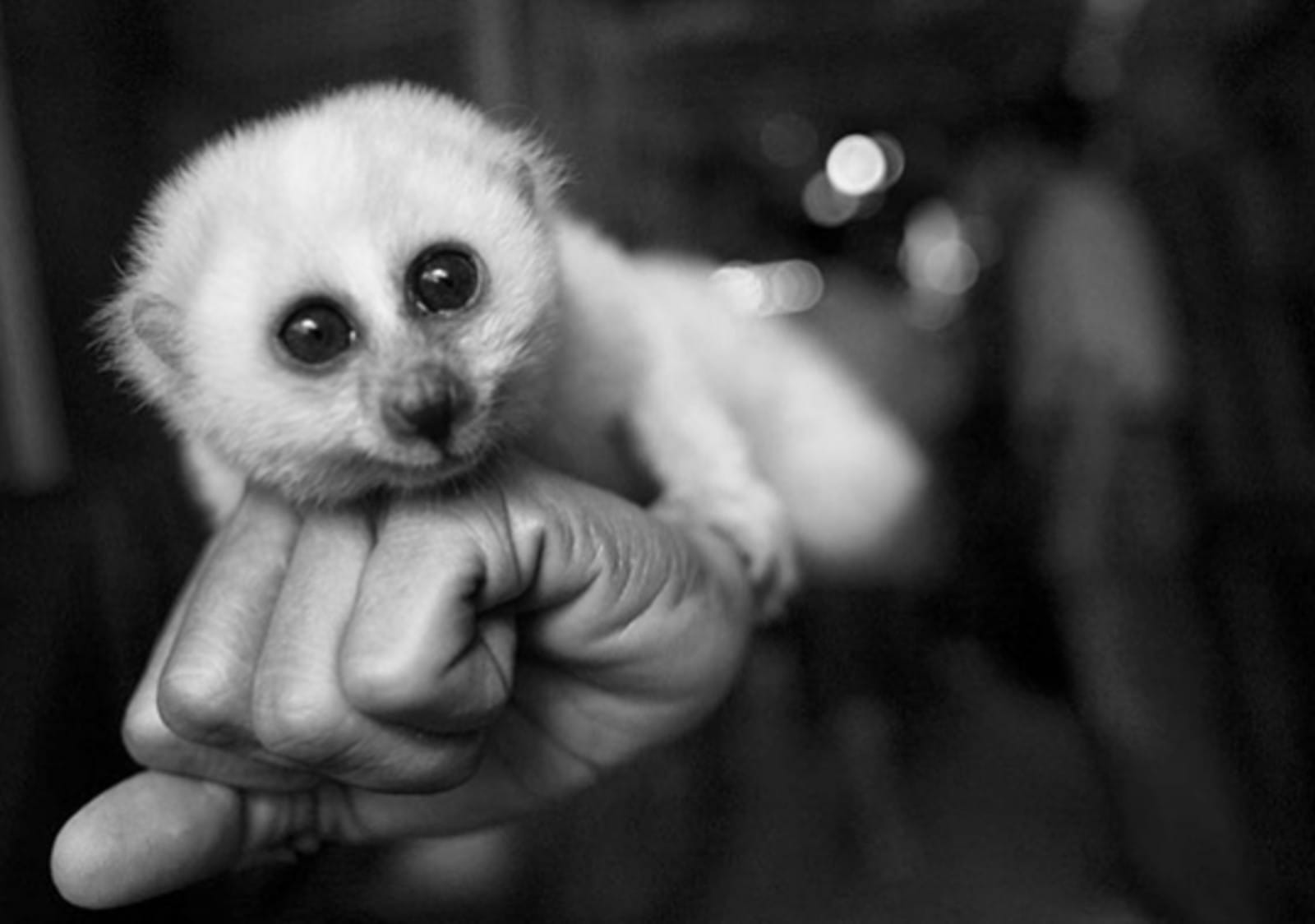This Photo Will Make You Say “Aaww”… Then Question Everything About Our Relationship With Wild Animals