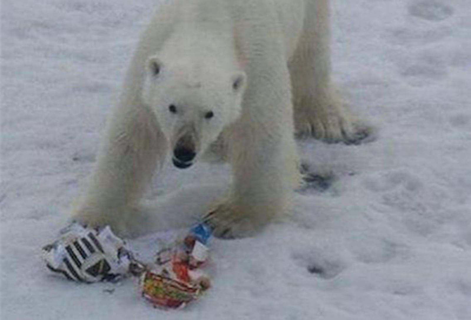 Arctic Ice is Rapidly Melting and Being Replaced by Plastic … Here’s How You Can Help Today!