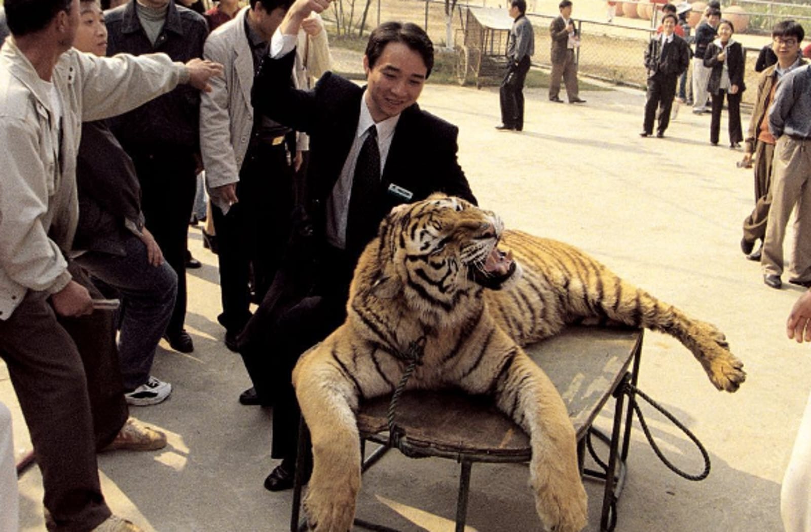 95% of the Tiger Population Disappeared in the Last 100 Years – So Why Are We Drugging Big Cats for Photos