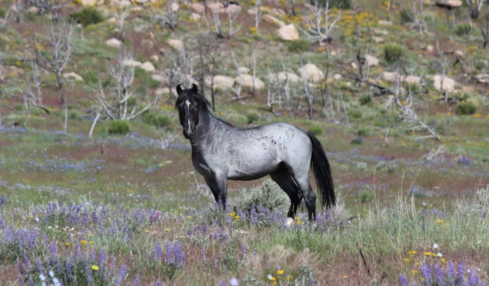 How This One State's Mustang Program Offers Hope for the Future of America’s Wild Herds