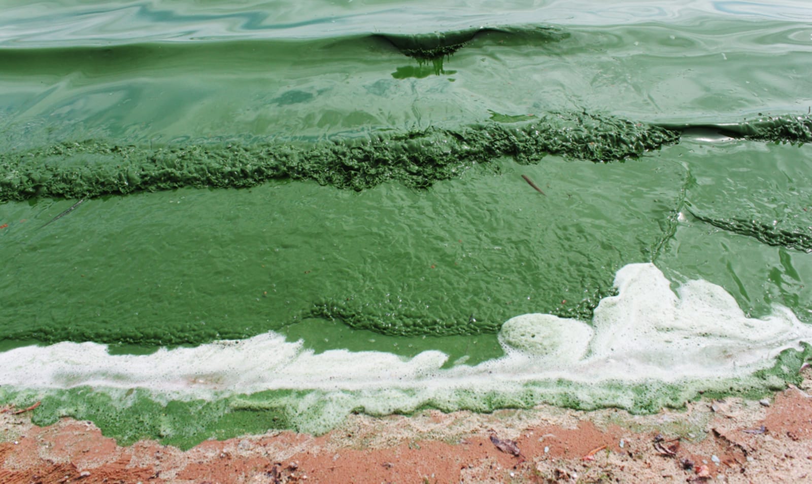 algae