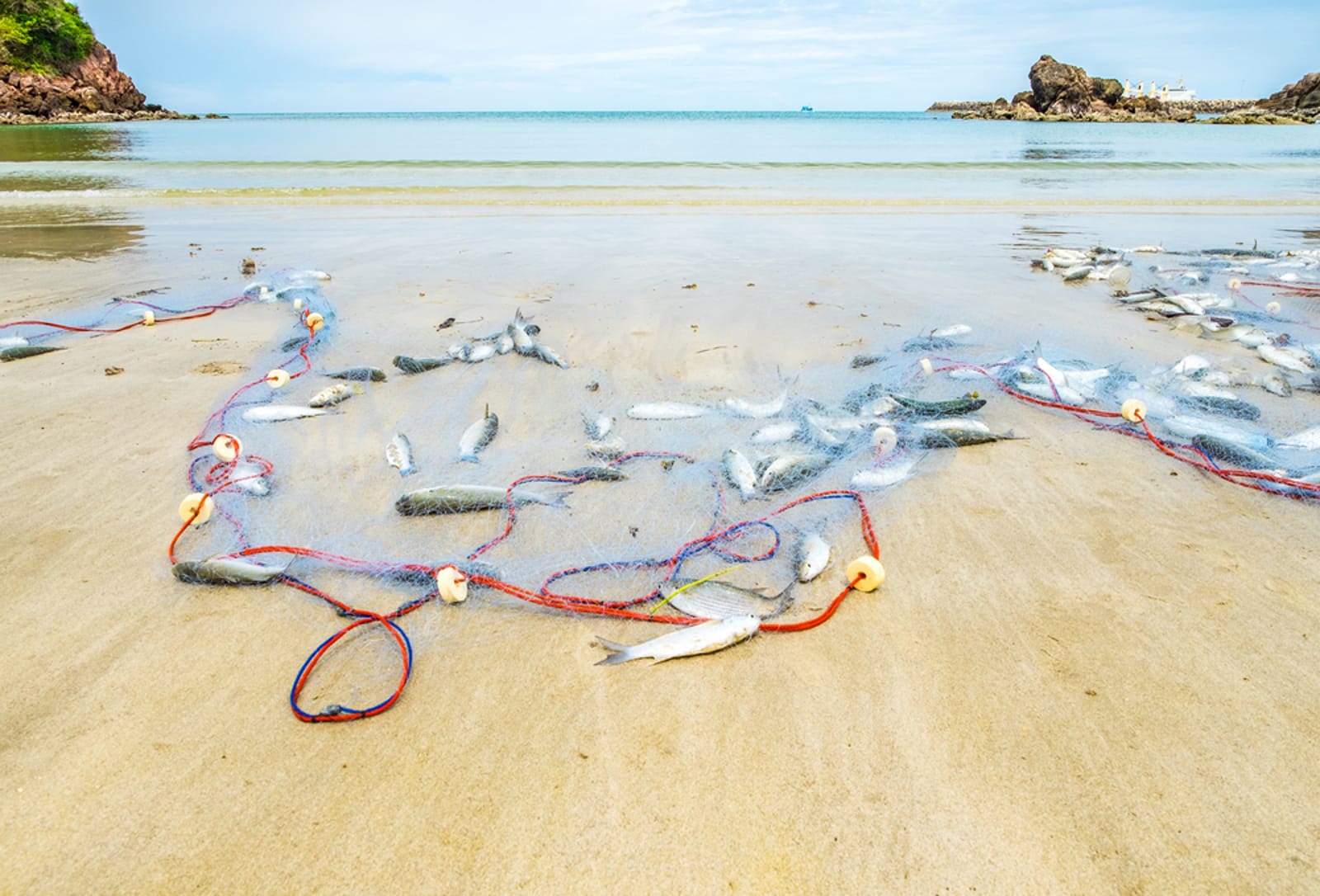 Ghost Fishing Gear Is Devastating Marine Life: How We're Working to End This