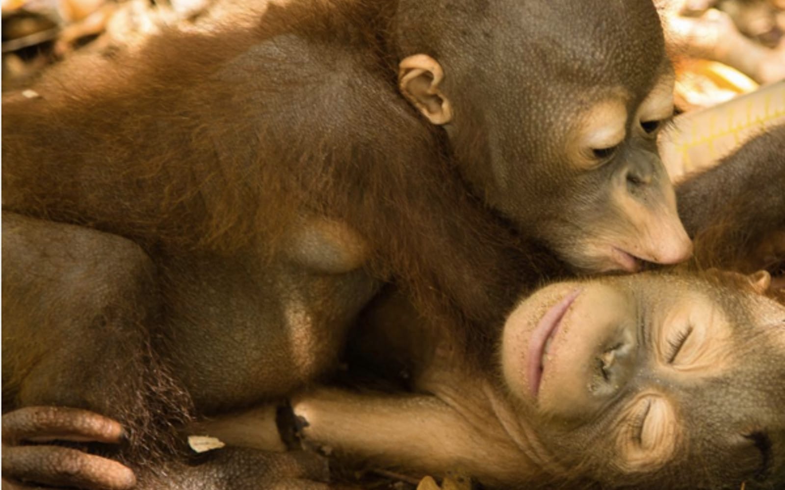 orangutan-feat-image
