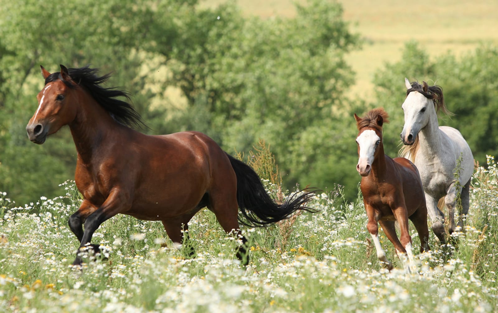 Urgent Action Needed Now to Stop Horrific Sterilization of Wild Horses