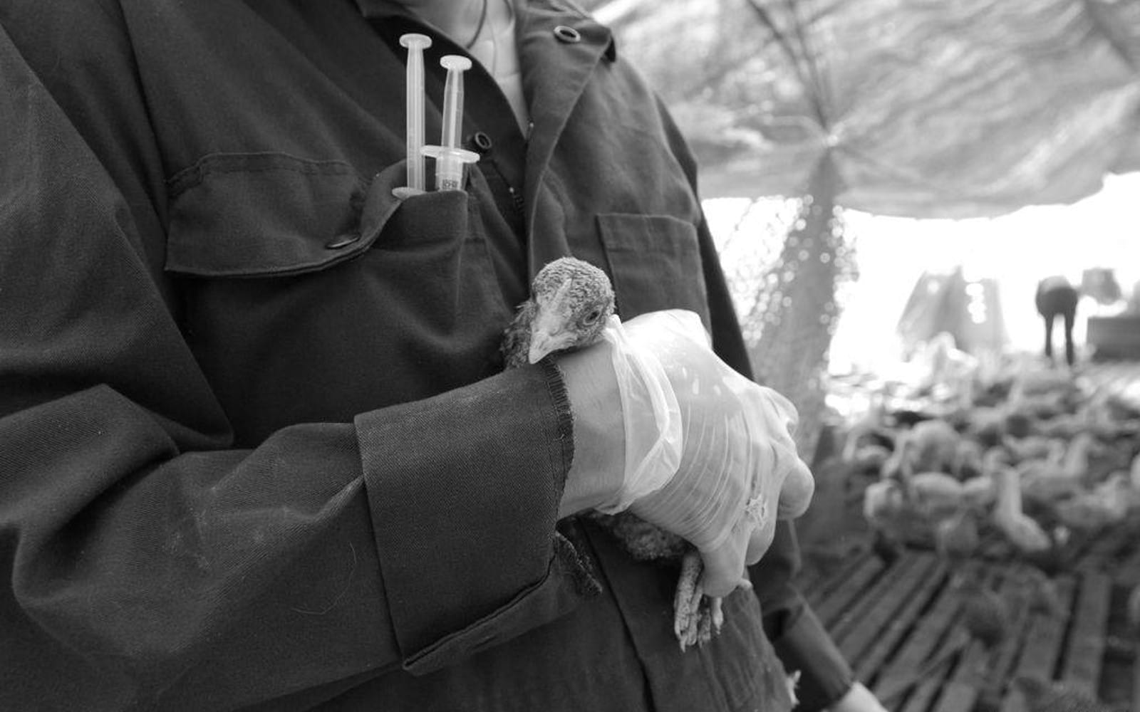 free-range-chick