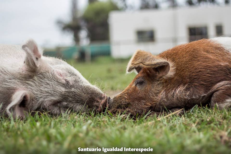 Two Rescues Pigs Share an Intimate Moment, Showing There's Much More to These Animals Than We Think