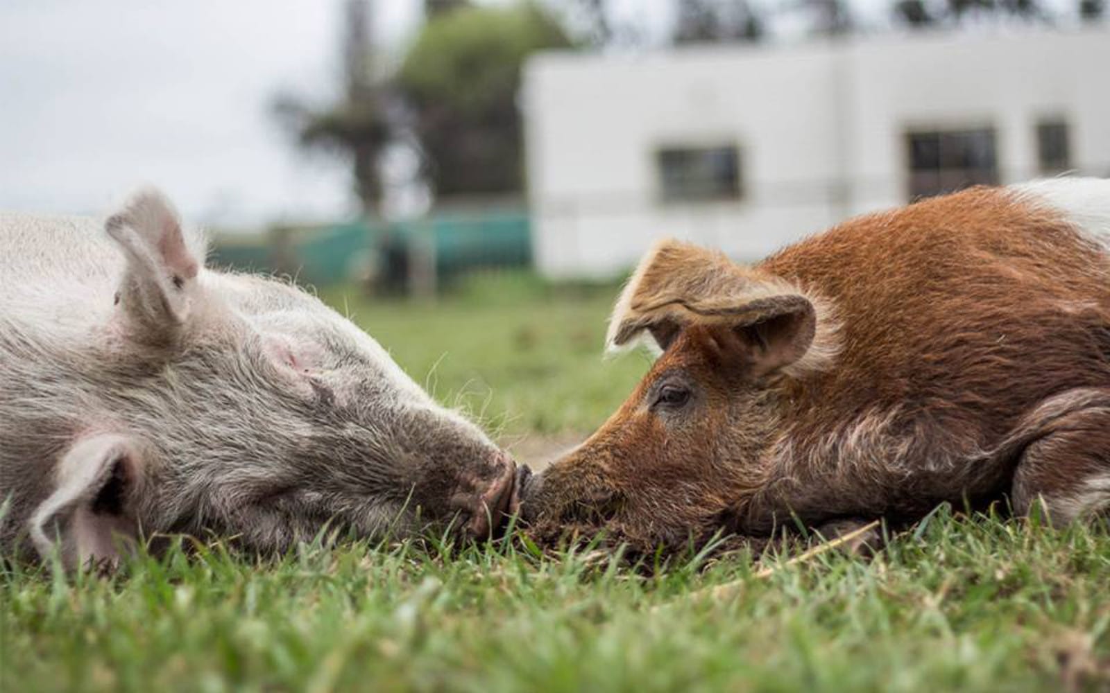 Two Rescues Pigs Share an Intimate Moment, Showing There's Much More to These Animals Than We Think
