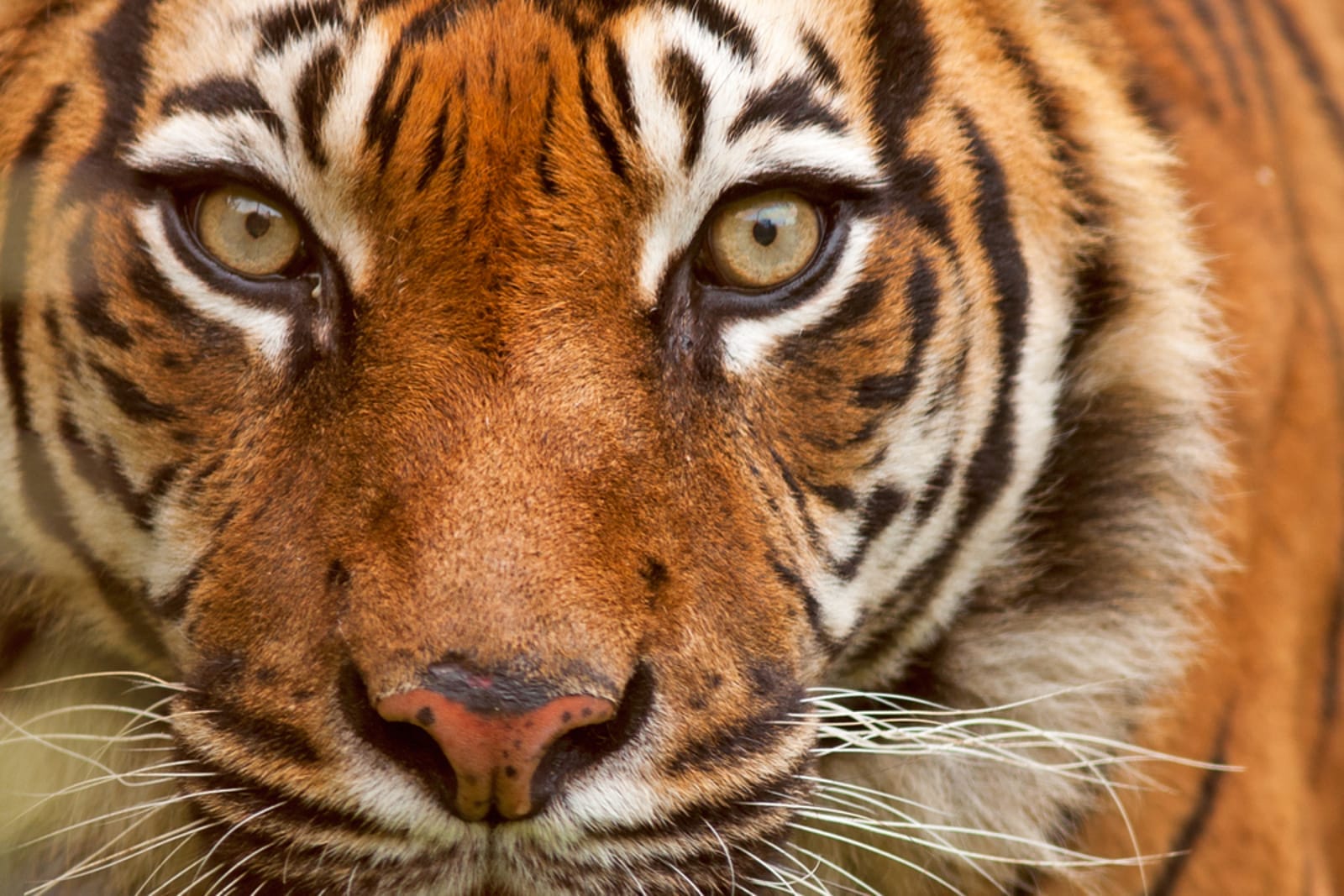 Poachers Are Killing Tigers to Sell Them for Their Bones. How We're Working to Stop This