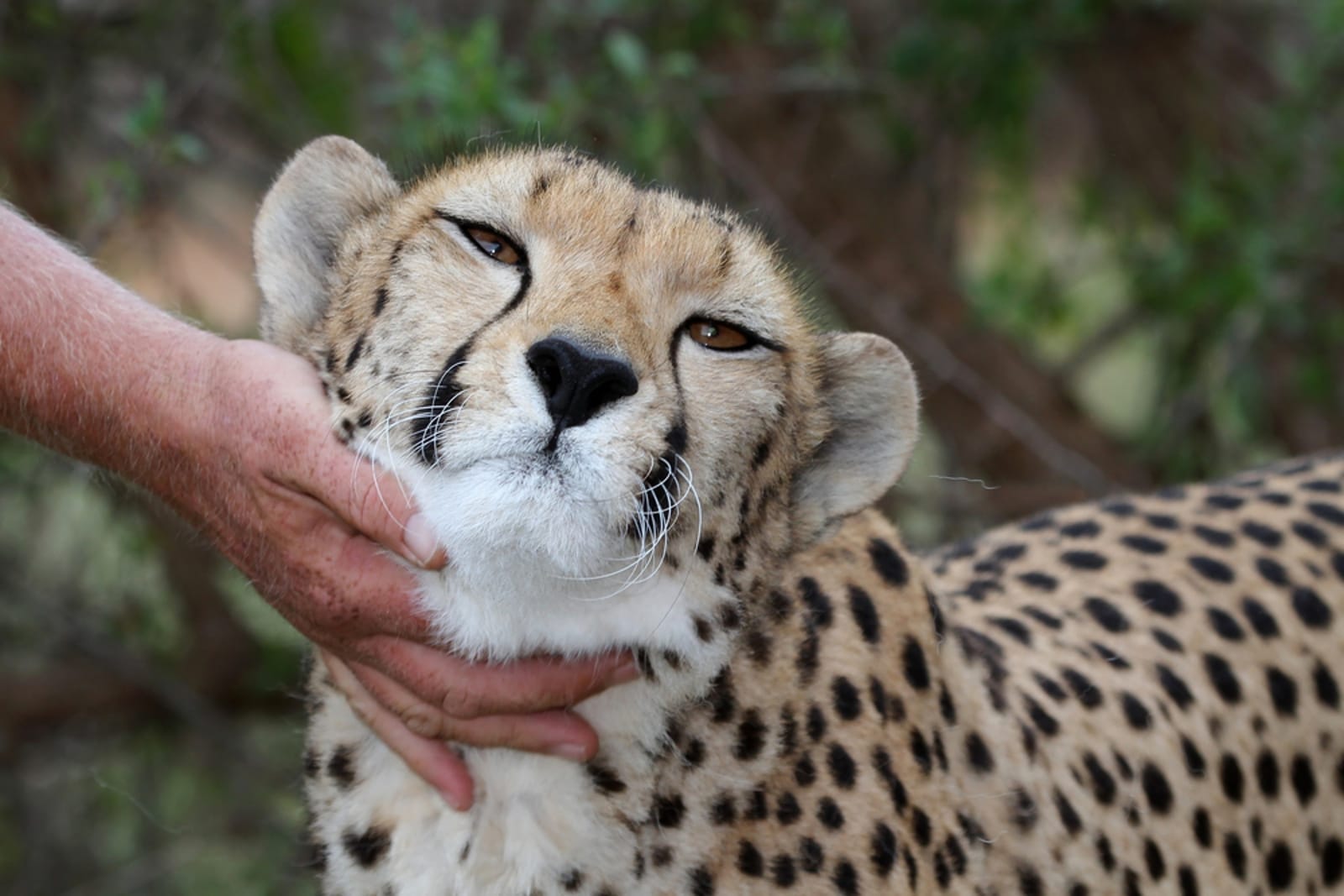 cheetah
