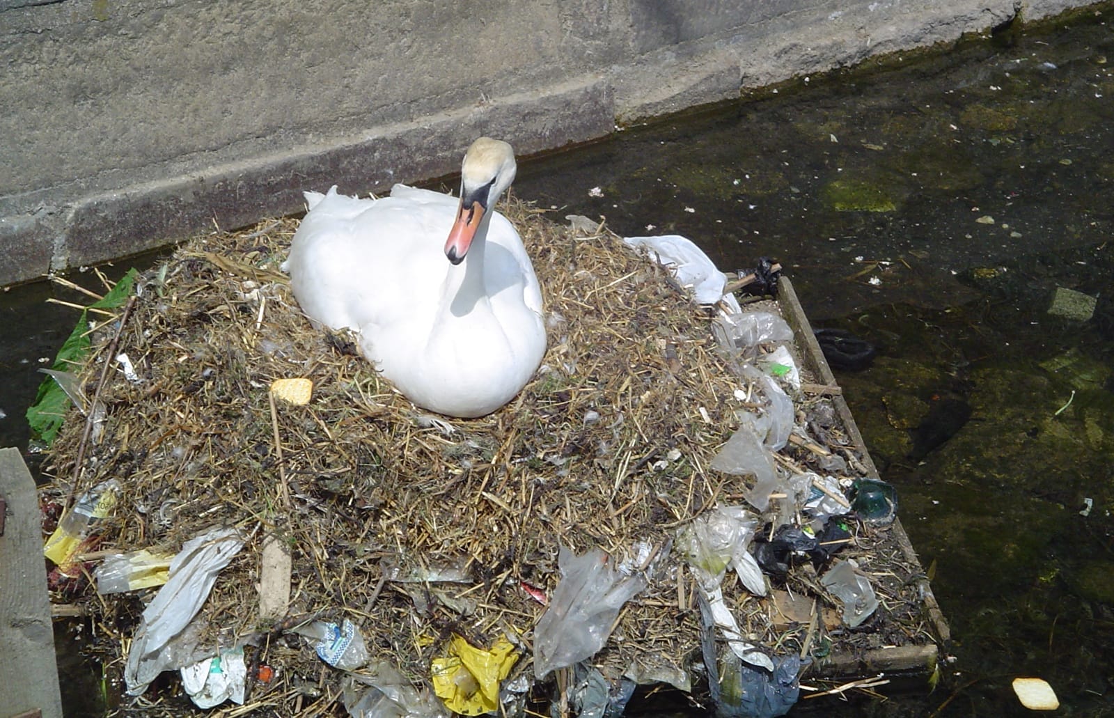 pollution_swan