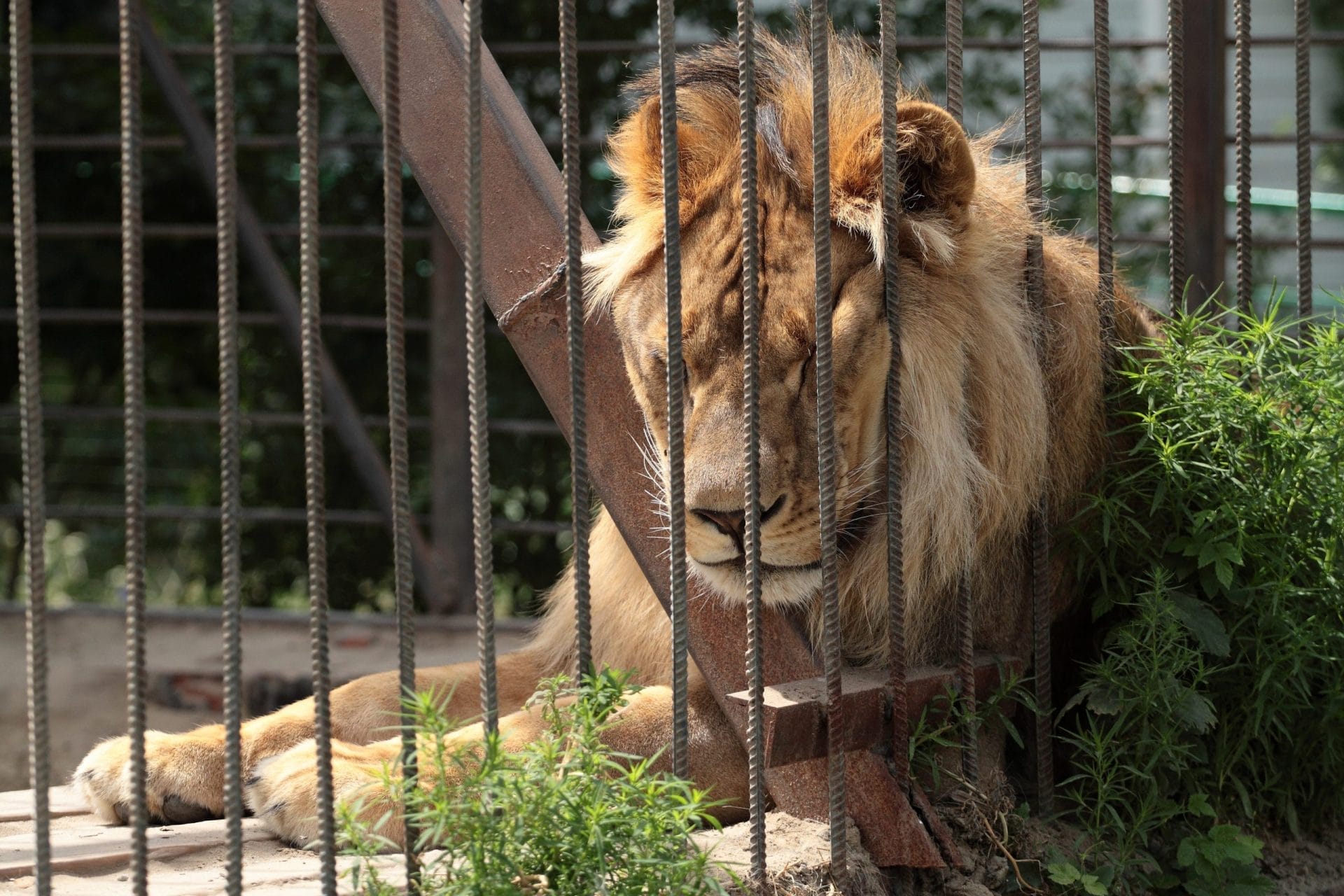 lion in cage at zoo