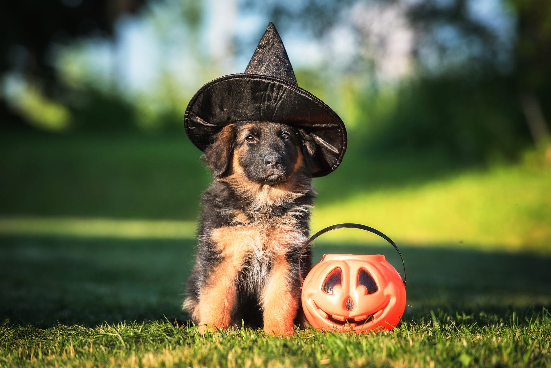 Dog dressed up for Halloween