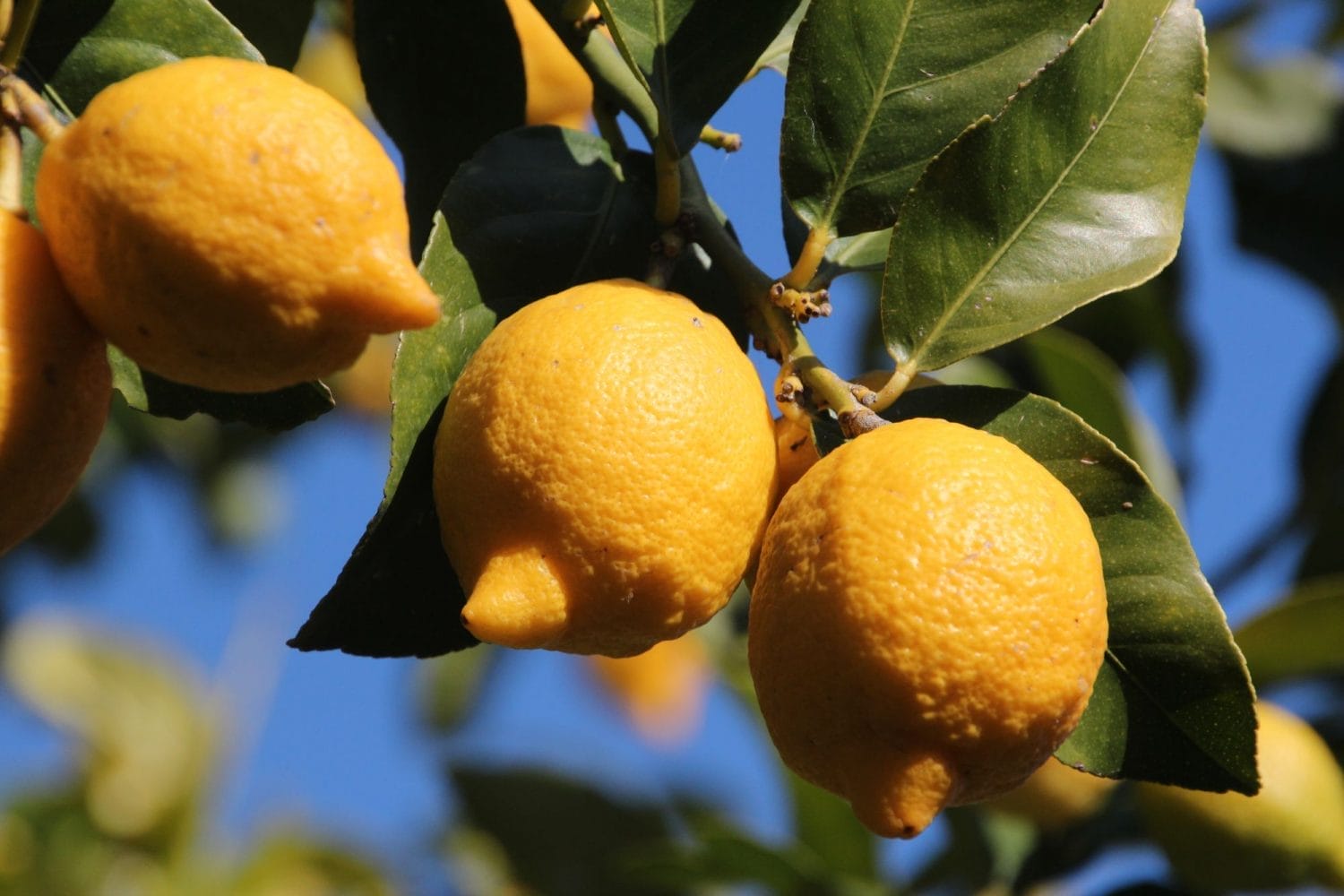 Trees Are the Ultimate Additions for a Productive Garden