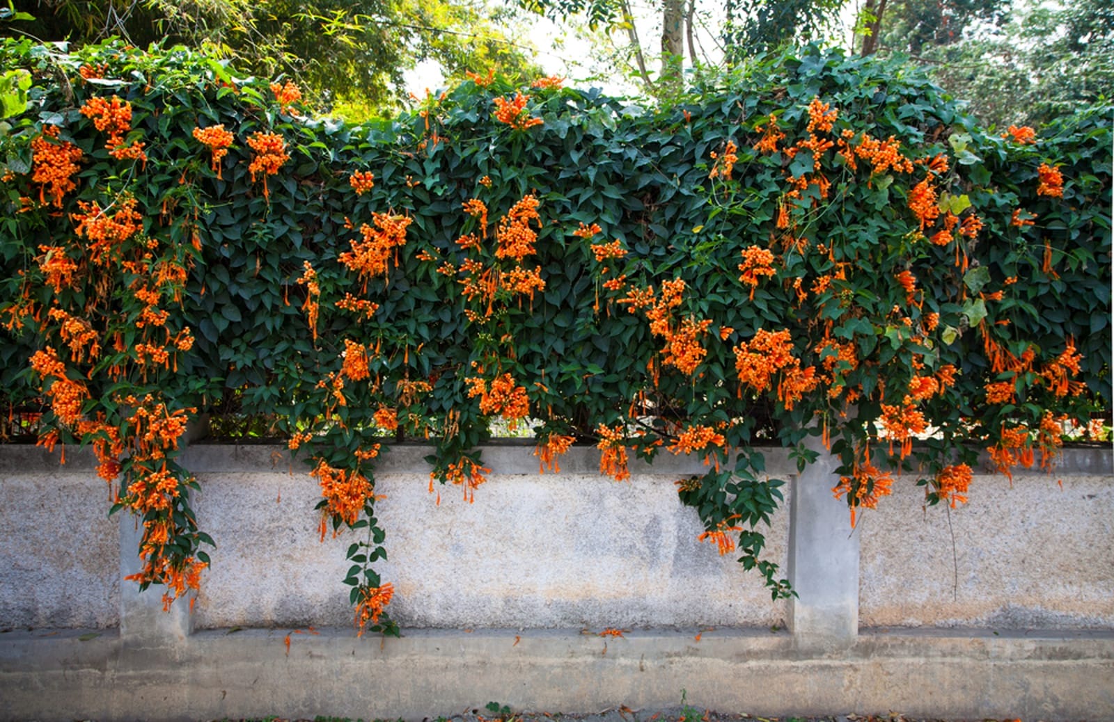 fence_0