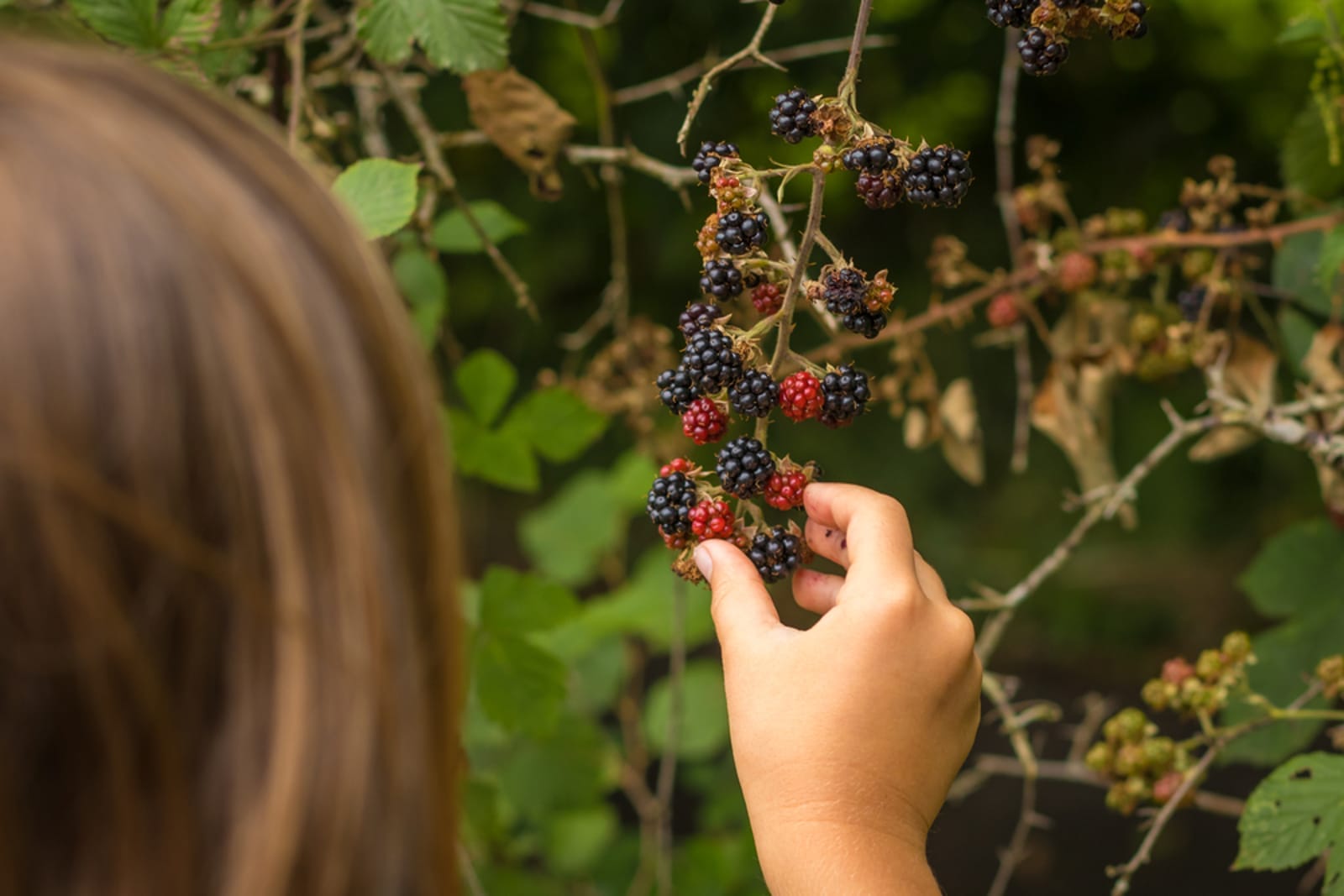 forage