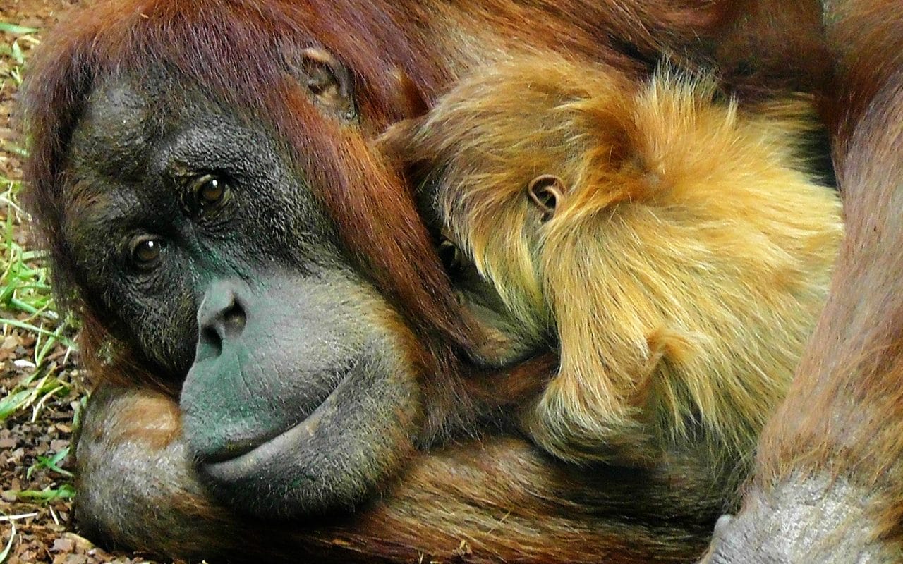 How Humans Are Contributing to the Rapid Decline of Wildlife