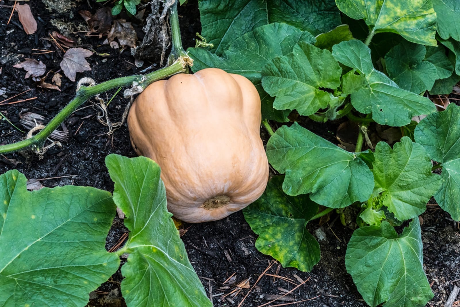 6 Tips for Eating Seasonally (An Important Part of Living Locally)