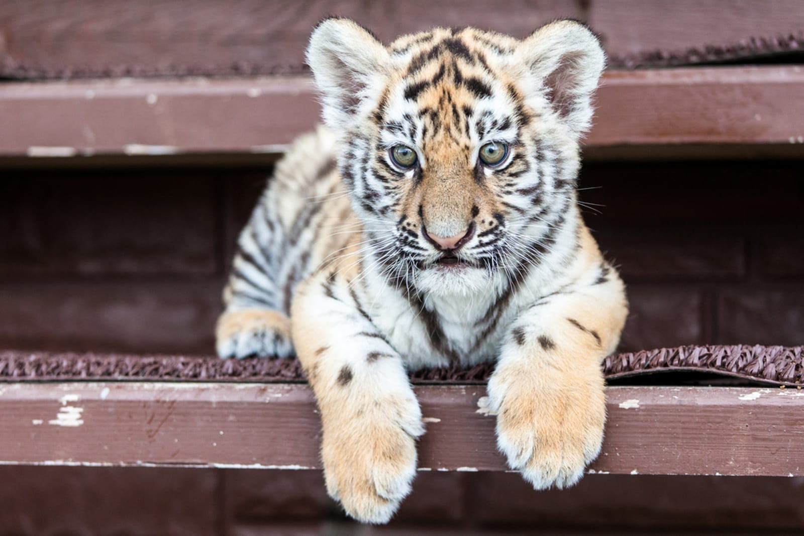 tiger
