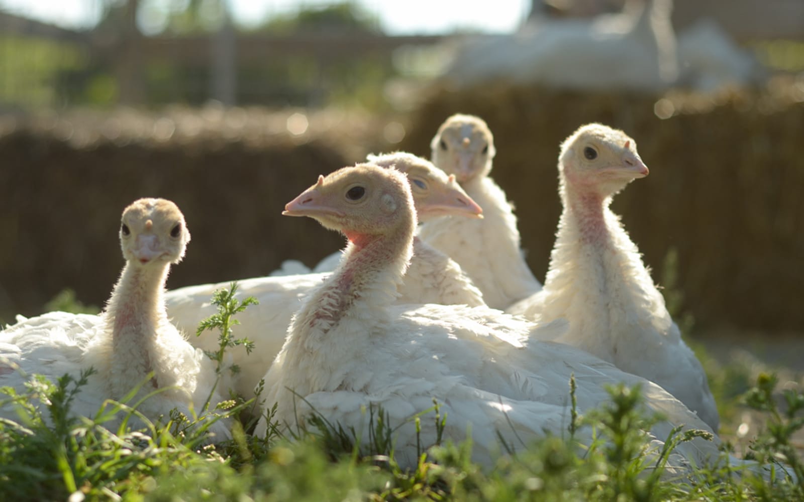 turkeys-b1