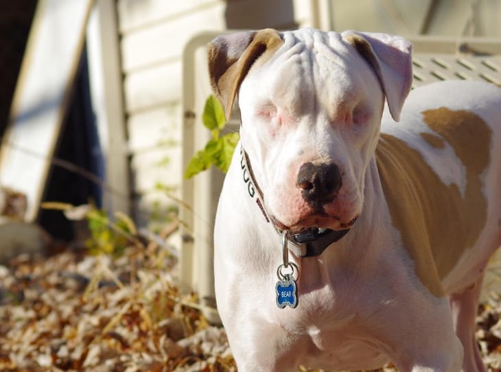 This Dog May Have Lost His Eyes, but His Heart Just Keeps on Growing