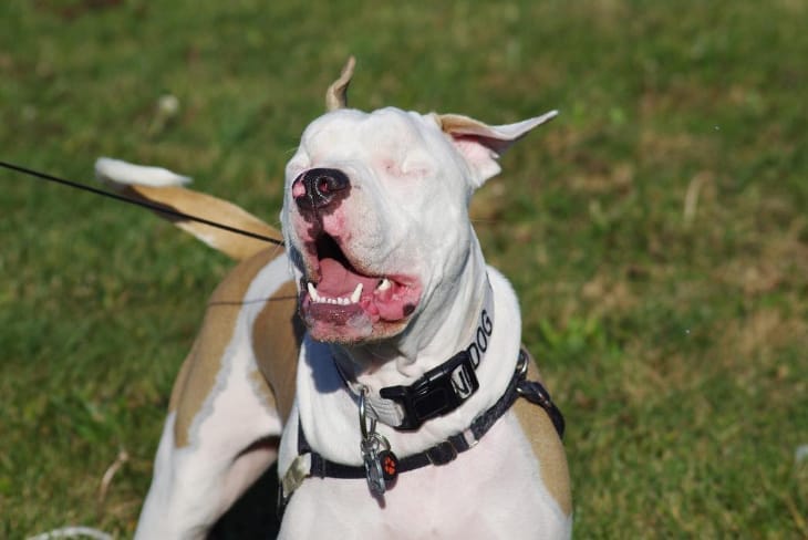 This Dog May Have Lost His Eyes, but His Heart Just Keeps on Growing