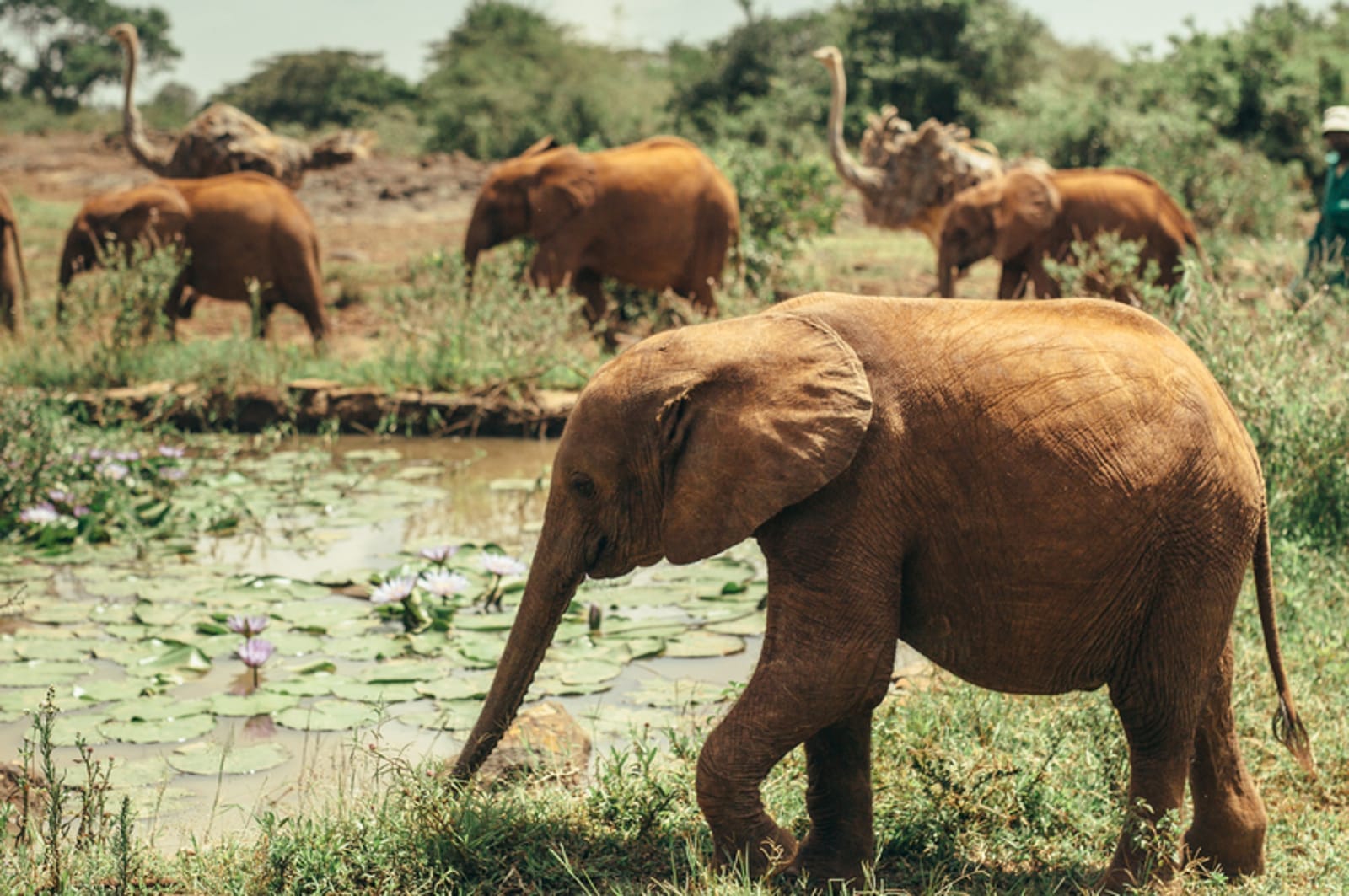 African Elephants Are Being Born Without Tusks – and It's Our Fault