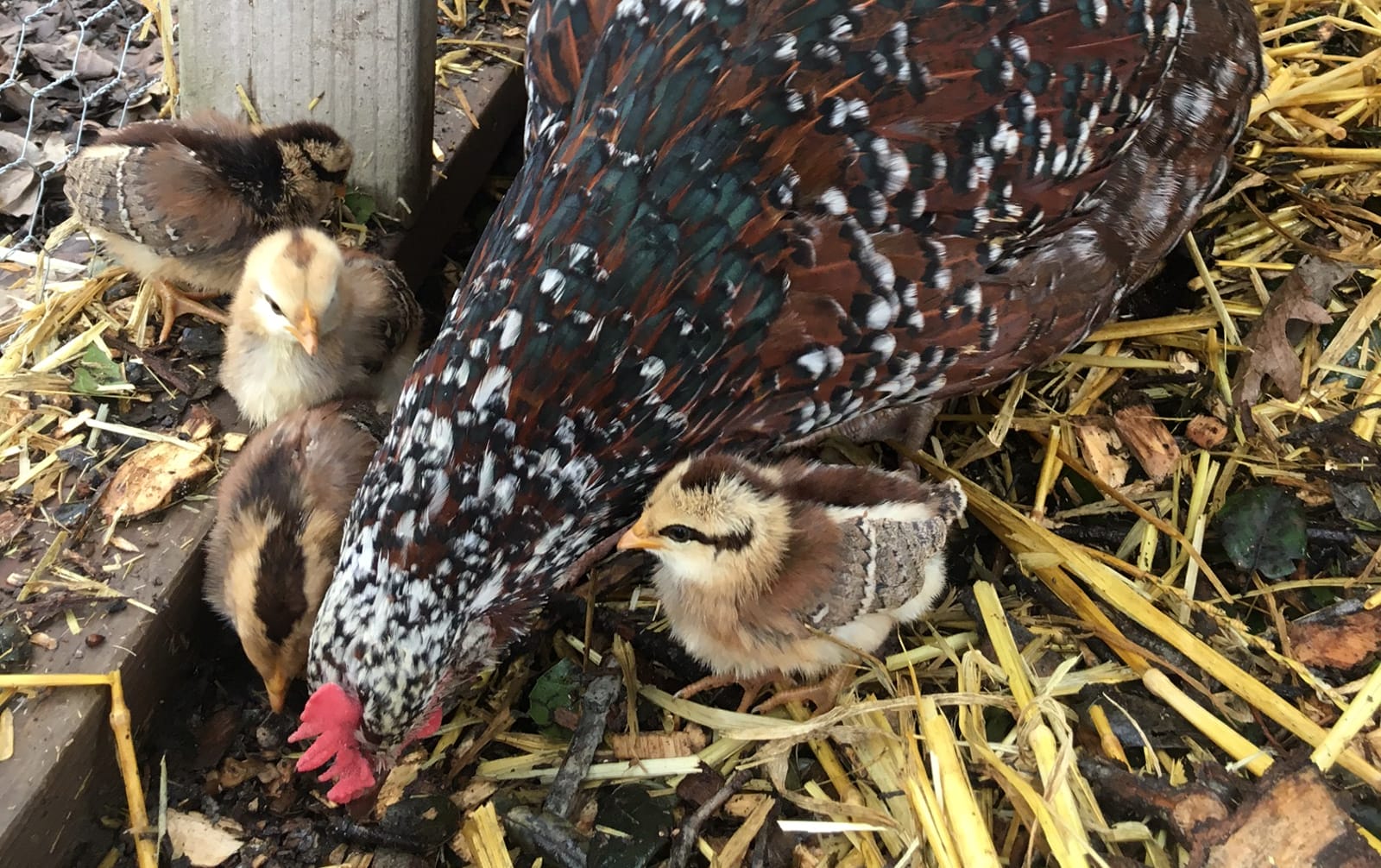 hens