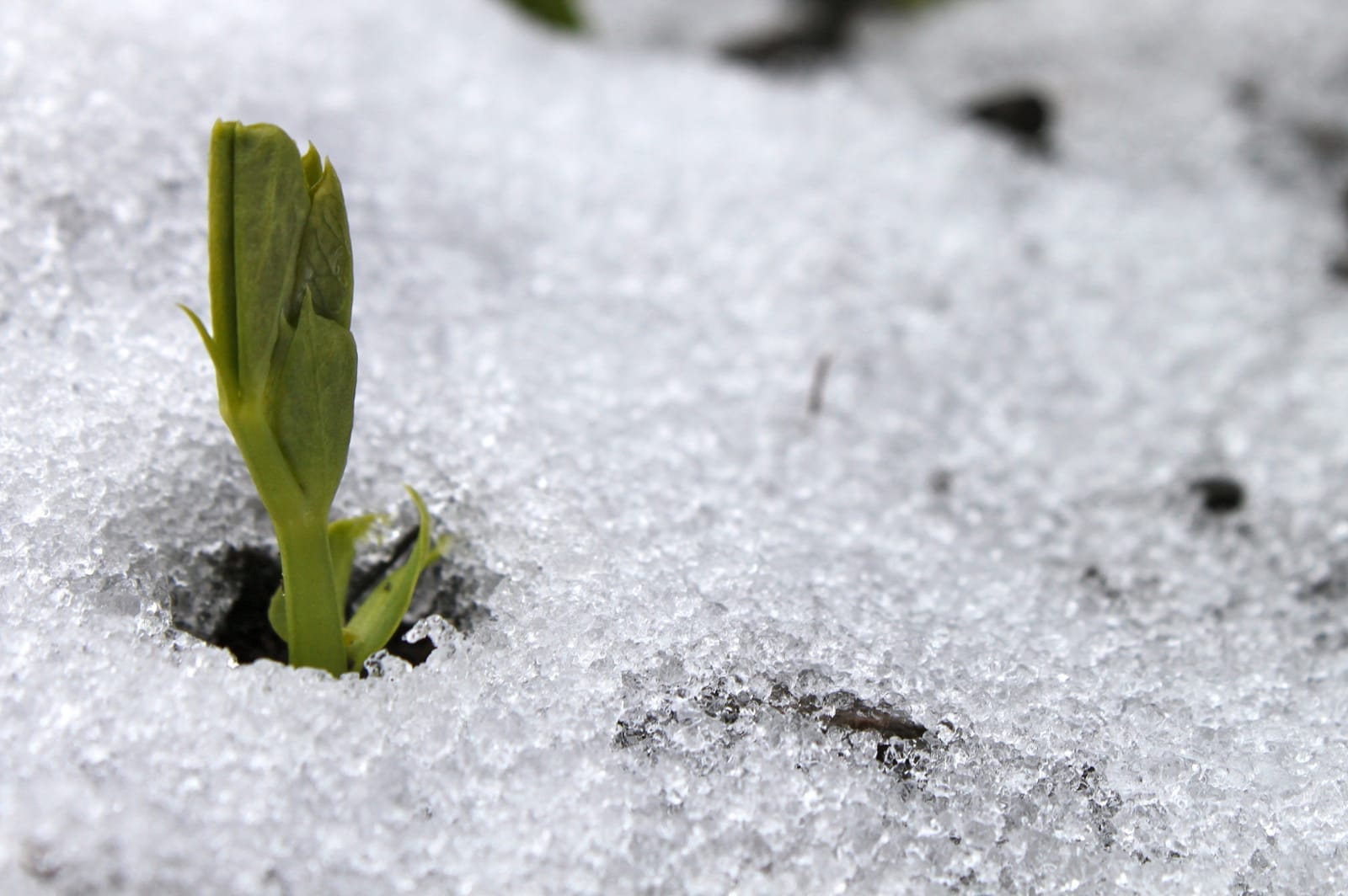 Which Seeds to Sow Before the Snow Goes