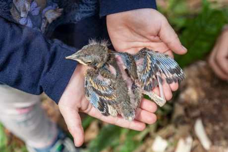 do not rescue wildlife and keep as pet