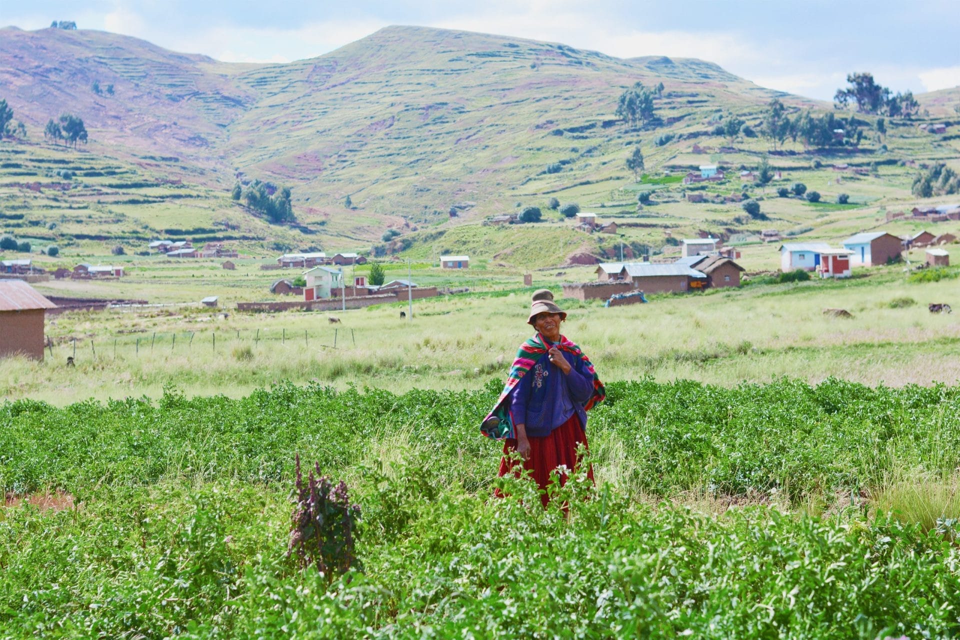 Native American woman in potato field