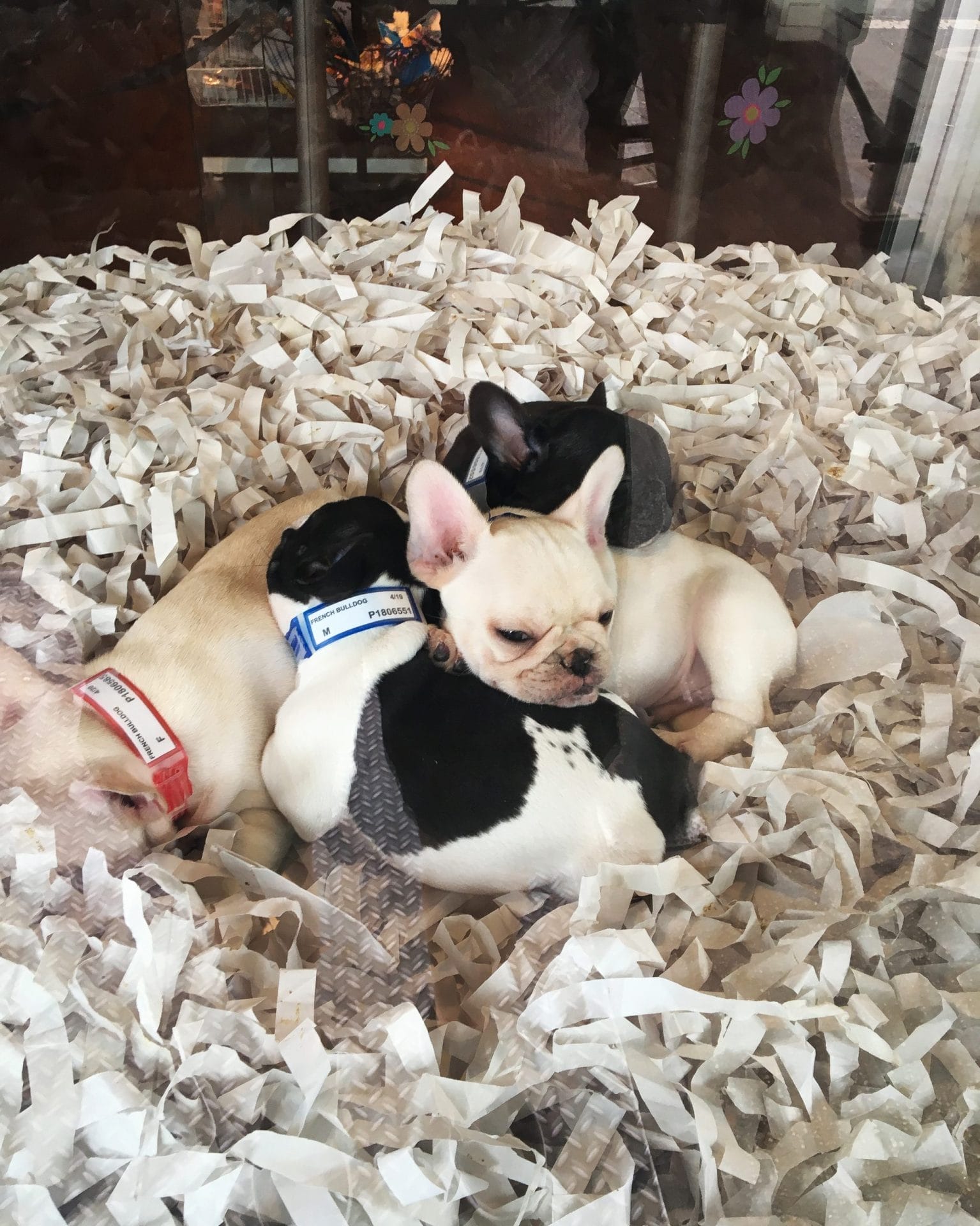 french bulldog